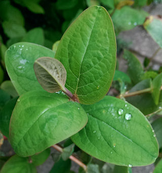 RaindropPlant