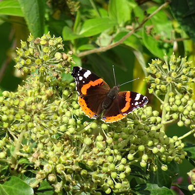 red_admiral_butterfly