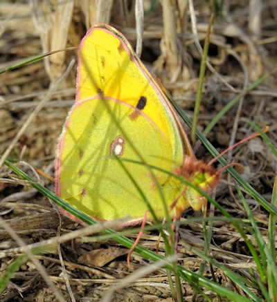 clouded_yellow_butterfly